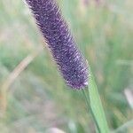 Phleum alpinum flower picture by Franco Colnago (cc-by-sa)