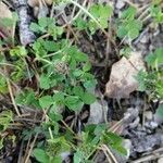 Trifolium glomeratum leaf picture by Mallol Camprubí Albert (cc-by-sa)