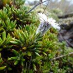 Diplostephium colombianum habit picture by Fabien Anthelme (cc-by-sa)