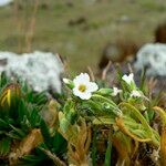 Cerastium trianae flower picture by Fabien Anthelme (cc-by-sa)