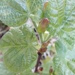 Tilia platyphyllos leaf picture by Nadine Conan (cc-by-sa)