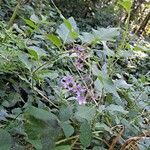 Solanum dulcamara habit picture by Jean-Marie Frenoux (cc-by-sa)