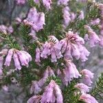 Erica terminalis flower picture by Victor Fuentes (cc-by-sa)