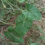 Ipomoea alba leaf picture by Muhammad Ahmad Bakari (cc-by-sa)