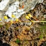 Kernera saxatilis fruit picture by Alain Bigou (cc-by-sa)