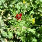 Adonis annua flower picture by Pedro Neves (cc-by-sa)