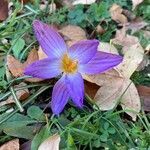 Crocus imperati flower picture by Bana Ike (cc-by-sa)