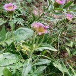 Erigeron atticus habit picture by Fabien Anthelme (cc-by-sa)