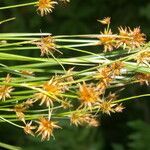 Rhynchospora holoschoenoides habit picture by Nelson Zamora Villalobos (cc-by-nc)