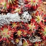 Drosera spatulata flower picture by Remy Devorsine (cc-by-sa)