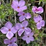 Phlox diffusa flower picture by Philippe Lopez (cc-by-sa)