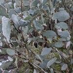 Eucalyptus pauciflora habit picture by Pravin Kumar (cc-by-sa)