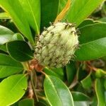 Magnolia virginiana fruit picture by Ashley ALF (cc-by-sa)