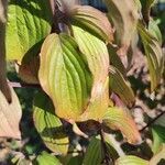 Cornus mas leaf picture by beyza emn (cc-by-sa)