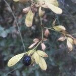 Chrysojasminum fruticans fruit picture by emine kilimci (cc-by-sa)