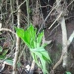 Amorphophallus paeoniifolius leaf picture by Arben Virgota, S.Pi., M.Si. - (cc-by-sa)