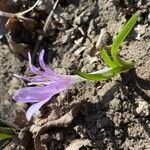 Colchicum bulbocodium habit picture by Jacques Zuber (cc-by-sa)