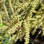 Aloysia gratissima flower picture by Trap Hers (cc-by-sa)