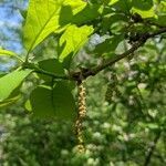 Quercus bicolor flower picture by Matthias Foellmer (cc-by-sa)