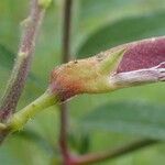 Lathyrus laevigatus fruit picture by Yoan MARTIN (cc-by-sa)