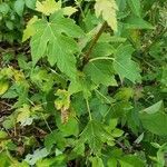 Acer saccharinum habit picture by Joshua Kuykendall (cc-by-sa)