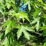 Acer saccharinum habit picture by LLo (cc-by-sa)