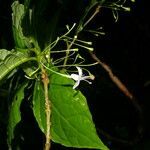 Aegiphila costaricensis flower picture by Nelson Zamora Villalobos (cc-by-nc)