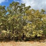 Quercus pyrenaica habit picture by JAC JAC (cc-by-sa)