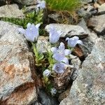 Campanula cenisia habit picture by Nicolas Lagarrigue (cc-by-sa)