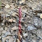 Orobanche latisquama flower picture by Beato Jose Maria (cc-by-sa)