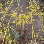 Bupleurum fruticescens flower picture by Sabaté Sant Jordi (cc-by-sa)