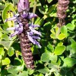 Plectranthus neochilus habit picture by Maarten Vanhove (cc-by-sa)