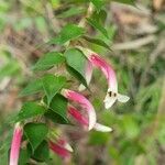 Epacris longiflora flower picture by McDonald Gordon (cc-by-sa)