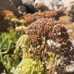 Crithmum maritimum flower picture by Agnieszka Kubit (cc-by-sa)