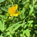 Hypericum kalmianum flower picture by ben vc (cc-by-sa)