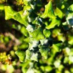 Helichrysum patulum leaf picture by Maarten Vanhove (cc-by-sa)