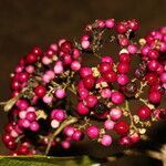 Callicarpa acuminata fruit picture by Nelson Zamora Villalobos (cc-by-nc)