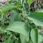 Solanum mauritianum habit picture by Jacky Chan (cc-by-sa)