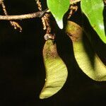 Machaerium seemannii fruit picture by Nelson Zamora Villalobos (cc-by-nc)