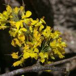 Haematoxylum brasiletto flower picture by Nelson Zamora Villalobos (cc-by-nc)