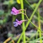 Vicia parviflora flower picture by Denis Bastianelli (cc-by-sa)