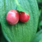 Ruscus hypoglossum fruit picture by ilve (cc-by-sa)