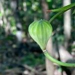 Lilium martagon fruit picture by Trostel Martin (cc-by-sa)