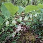 Polygonatum multiflorum flower picture by Pascal Audureau (cc-by-sa)