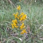 Genista tinctoria flower picture by Lisbeth PEYRE (cc-by-sa)