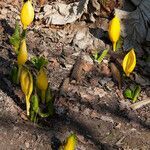 Lysichiton americanus habit picture by Martin Bishop (cc-by-sa)