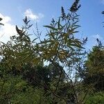 Vitex agnus-castus habit picture by Daniel de Lichana (cc-by-sa)