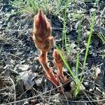 Orobanche alba leaf picture by Danielle MASSON (cc-by-sa)