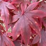 Acer palmatum leaf picture by ben vc (cc-by-sa)