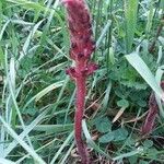 Orobanche sanguinea leaf picture by Krishna Ananda (cc-by-sa)